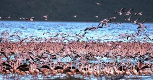 Lesser Flamingo (phoenicopterus minor)