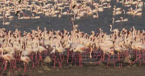 Lesser Flamingo (phoenicopterus minor)