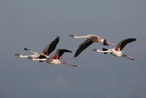 Lesser Flamingo (Phoenicopterus minor)