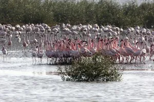 Lesser flamingo, tapi river, Surat