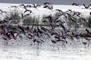 Lesser flamingo, tapi river, Surat