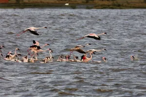 Lesser flamingo, tapi river, Surat