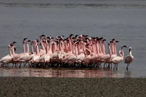 Lesser flamingo, tapi river, Surat