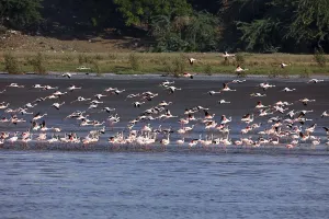 Lesser flamingo, tapi river, Surat