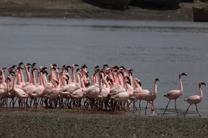 Lesser flamingo, tapi river, Surat