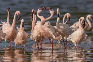Lesser Flamingos (Phoeniconaias minor)