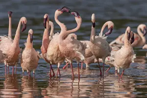Lesser Flamingos (Phoeniconaias minor)