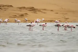 Lesser Flamingos (Phoeniconaias minor) in a lagoon off the Namib Desert