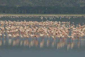 Lesser Flamingos (Phoeniconaias minor) at lake Nakuru