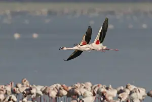 Lesser flamingos (Phoeniconaias minor) Lake Nakuru