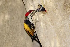 Lesser golden backed woodpecker dinopium benghalense