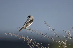 Lesser grey shrike (Lanius minor)