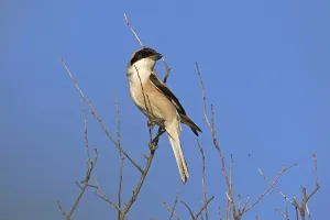 Lesser grey shrike (Lanius minor)
