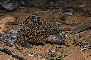Lesser hedgehog tenrec (Echinops telfairi), Reniala Reserve, Ifaty, Madagascar, Africa