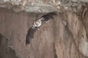 Lesser horseshoe bat (Rhinolophus hipposideros)