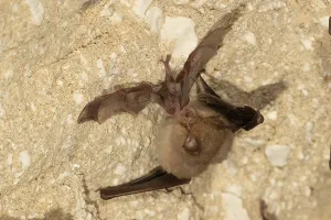 Lesser horseshoe bat (Rhinolophus hipposideros)