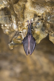Lesser Horseshoe Bat (Rhinolophus hipposideros) in hibernation