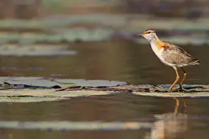 Lesser Jacana, Lesser Leaf Chicken
