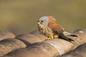 Lesser Kestrel (Falco naumanni)