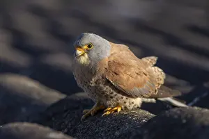 Lesser Kestrel (Falco naumanni)