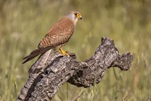 Lesser kestrel (Falco naumanni)