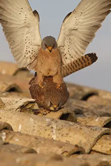 Lesser Kestrel (Falco naumanni)
