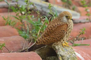 Lesser Kestrel (Falco naumanni), Andalusia, Spain