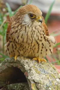 Lesser Kestrel (Falco naumanni), Andalusia, Spain