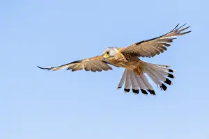 Lesser Kestrel (Falco naumanni) male flying