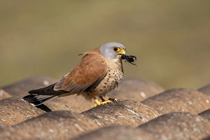 Lesser kestrels (Falco naumanni)
