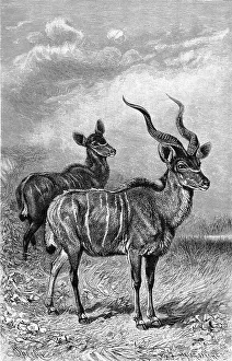 Lesser kudu (Ammelaphus imberbis)