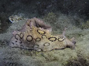 Lesser lumpfish (Aplysia dactylomela)