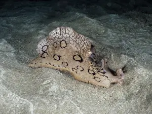 Lesser lumpfish (Aplysia dactylomela)