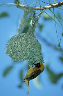 Lesser Masked Weaver (Ploceus intermedius)