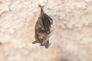 Lesser mouse-eared myotis (Myotis blythii) bat hanging on a wall
