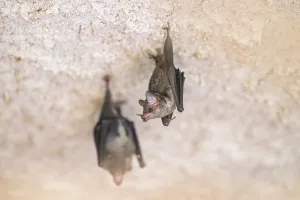 Lesser mouse-eared myotis (Myotis blythii) bats hanging on a wall