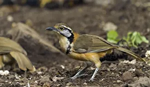 Lesser necklaced laughingthrush (Garrulax monileger) on forest floor