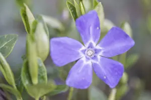 Lesser periwinkle (Vinca minor)