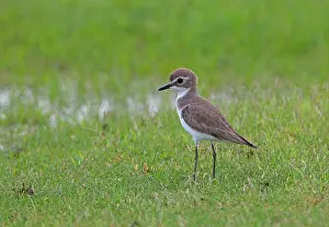 Lesser Sand Plover (Charadrius mongolus) adult