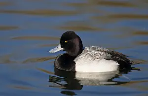 Lesser Scaup (Nyroca affinis) drake swimming