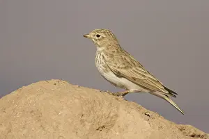 Lesser Short-toed Lark (Alaudala rufescens)