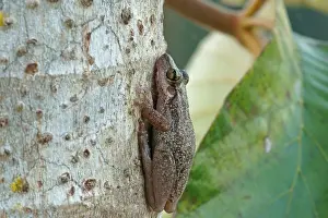 Lesser Snouted Treefrog (Scinax nasicus) on tree bark