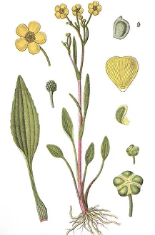 Lesser spearwort (Ranunculus flammula)