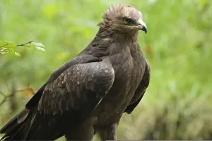 Lesser spotted eagle (Aquila pomarina)