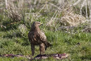 Lesser spotted eagle, Aquila pomarina