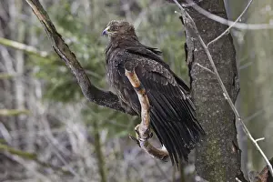 Lesser spotted eagle, Aquila pomarina