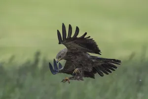Lesser Spotted Eagle (Clanga pomarina) flying over grassland