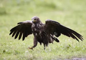 Lesser Spotted Eagle (Clanga pomarina) after a rain shower on grassland