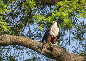 Lesser spotted eagle (Icthyophaga vocifer) sitting with prey on branch