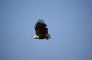 Lesser spotted eagle Imm. (Haliaeetus vocifer)